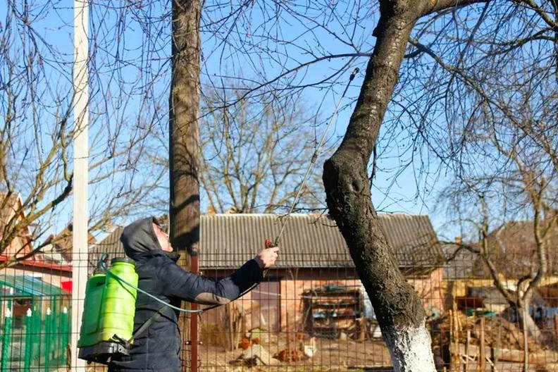 Czereśnie – kiedy wykonać opryski, by skutecznie ochronić plon?