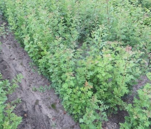 Głóg – sadzonki do ogrodu z dostawą prosto pod drzwi