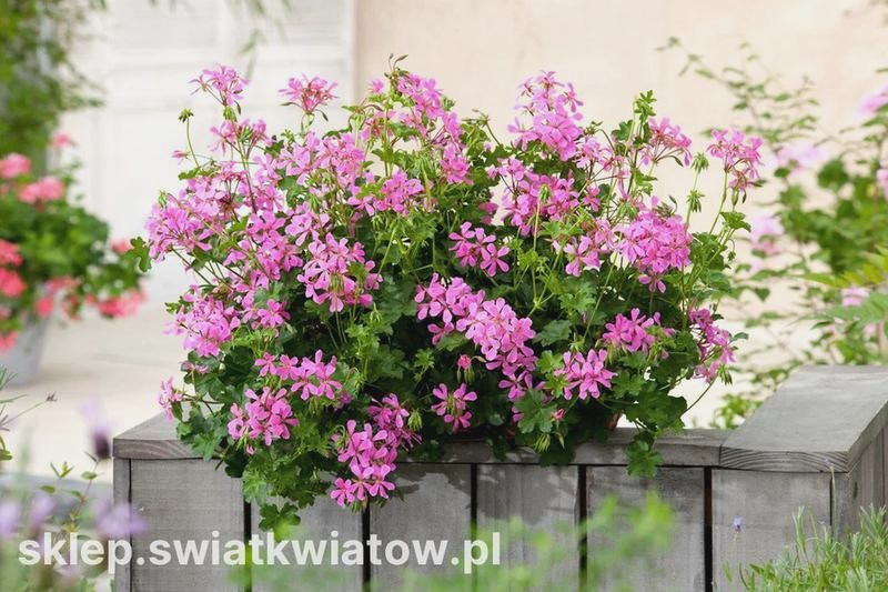 Jak zrobić sadzonki pelargonii bluszczolistnej? Ukorzenianie krok po kroku