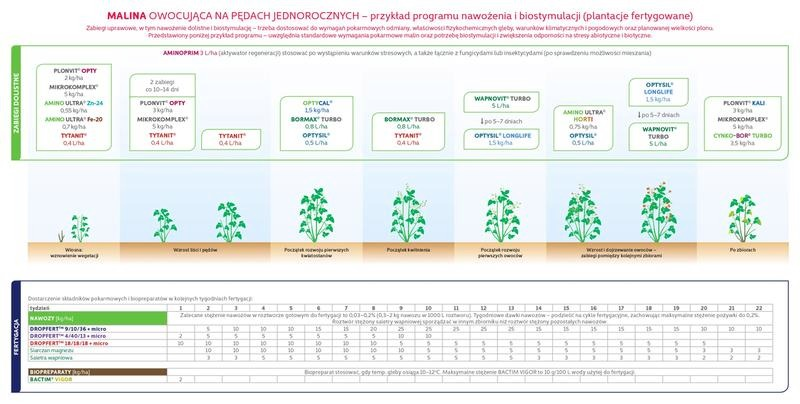 Jaki nawóz do malin na wiosnę? Składniki na zdrowe krzewy i obfity plon