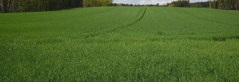 Optymalne dawkowanie nawozu na hektar jeczmienia - klucz do zdrowych plonów