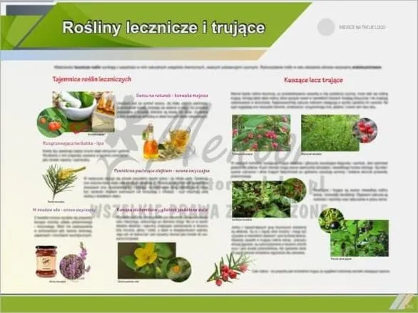 Rośliny lecznicze: 10 gatunków i ich sprawdzone zastosowania