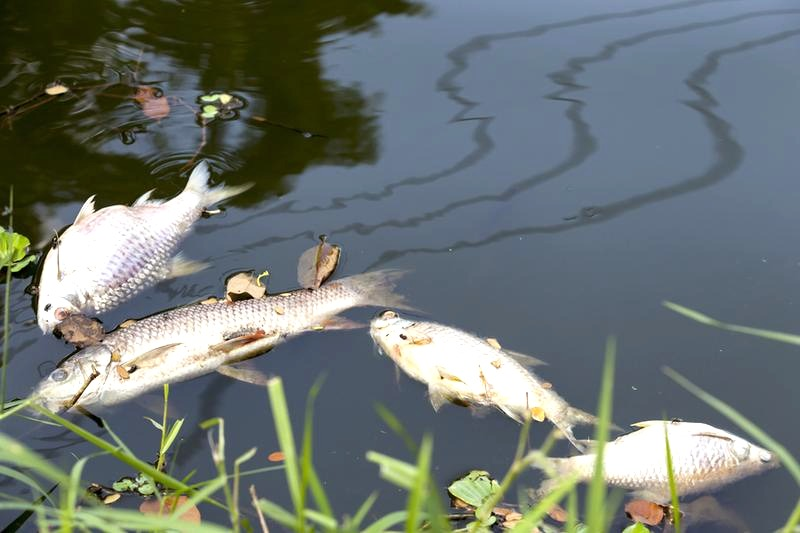 Śnięcie ryb: przyczyny, objawy i szybka reakcja